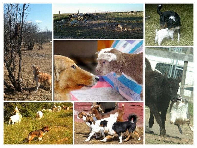 American Working Farmcollie Association – including working English ...